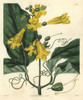 Gigantic-Leaved Trumpet-Flower  Bignonia Grandiflora Poster Print By ® Florilegius / Mary Evans - Item # VARMEL10934962