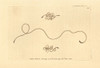 Horsehair Worm  Gordius Aquaticus Poster Print By ® Florilegius / Mary Evans - Item # VARMEL10940246