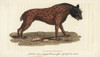 Spotted Hyena  Crocuta Crocuta Poster Print By ® Florilegius / Mary Evans - Item # VARMEL10937908 Spotted Hyena  Crocuta Crocuta Poster Print By ® Florilegius / Mary Evans - Item # VARMEL10937908