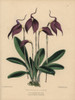 Purple Masdevallia Orchid  Masdevallia Lindeni Poster Print By ® Florilegius / Mary Evans - Item # VARMEL10936807