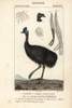 Southern Cassowary  Casuarius Casuarius Vulnerable Poster Print By ® Florilegius / Mary Evans - Item # VARMEL10938970