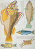 Colourful Illustration Of Five Fish Poster Print By Mary Evans / Natural History Museum - Item # VARMEL10708263