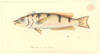 Pseudolabrus Sp.  Wrasse Poster Print By Mary Evans / Natural History Museum - Item # VARMEL10707682