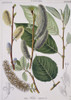 Salix Caprea  Goat Willow Tree Poster Print By Mary Evans / Natural History Museum - Item # VARMEL10704294