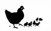 Silhouette Of Mother Hen With Six Chicks Poster Print By ®H L Oakley / Mary Evans - Item # VARMEL10504113