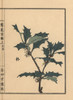 Hiiragi Or Holly  Ilex Crenata Poster Print By ® Florilegius / Mary Evans - Item # VARMEL10938723