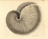 Knobby Argonaut  Argonauta Nodosa Poster Print By ® Florilegius / Mary Evans - Item # VARMEL10940826