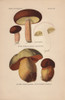 Edible Bolete Or Porcino Nero  Boletus Aereusà Poster Print By ® Florilegius / Mary Evans - Item # VARMEL10936430