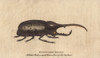 Rhinoceros Beetle Brought From The Island Ofà Poster Print By ® Florilegius / Mary Evans - Item # VARMEL10941046