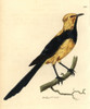 Australasian Thrush From Shaw And Nodder'Sà Poster Print By ® Florilegius / Mary Evans - Item # VARMEL10940222