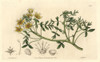 Douglas Limnanthes  Limnanthes Douglasii Poster Print By ® Florilegius / Mary Evans - Item # VARMEL10935204