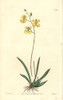 Muleear Orchid  Tolumnia Guianensis Poster Print By ® Florilegius / Mary Evans - Item # VARMEL10935312