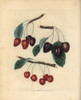 Cherry Varieties  Prunus Avium Poster Print By ® Florilegius / Mary Evans - Item # VARMEL10935725