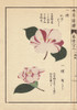 White And Pink Camellias  Kakehoshi And Shokukouà Poster Print By ® Florilegius / Mary Evans - Item # VARMEL10938590