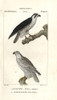 Peregrine Falcon  Falco Peregrinus  And Gyrfalconà Poster Print By ® Florilegius / Mary Evans - Item # VARMEL10936195