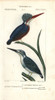 Malachite Kingfisher  Alcedo Cristata  Andà Poster Print By ® Florilegius / Mary Evans - Item # VARMEL10936190