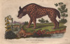 Spotted Hyena  Crocuta Crocuta Poster Print By ® Florilegius / Mary Evans - Item # VARMEL10941204