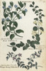 Wood Willowherb  Money Willowherb And Bog Pimpernel Poster Print By ® Florilegius / Mary Evans - Item # VARMEL10935935