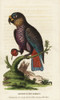 Dusky Parrot  Pionus Fuscus Poster Print By ® Florilegius / Mary Evans - Item # VARMEL10937796