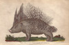 African Crested Porcupine  Atherurus Africanus Poster Print By ® Florilegius / Mary Evans - Item # VARMEL10941220