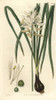 Scilla Esculenta  Esculent Squill Or Camassà Poster Print By ® Florilegius / Mary Evans - Item # VARMEL10934920
