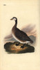 Canada Goose  Branta Canadensis Poster Print By ® Florilegius / Mary Evans - Item # VARMEL10936339