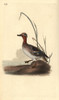 Common Teal  Anas Crecca  Male Poster Print By ® Florilegius / Mary Evans - Item # VARMEL10936310