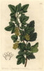 Siberian Currant  Ribes Orientale Poster Print By ® Florilegius / Mary Evans - Item # VARMEL10935189