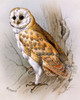 A Barn Owl Poster Print By Malcolm Greensmith ® Adrian Bradbury/Mary Evans - Item # VARMEL10271220