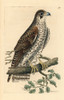 Common Falcon  Falco Communis Poster Print By ® Florilegius / Mary Evans - Item # VARMEL10940765