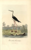 Common Stilt  Himantopus Himantopus Poster Print By ® Florilegius / Mary Evans - Item # VARMEL10937424