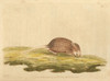 Typical Striped Grass Mouse  Lemniscomys Striatus Poster Print By ® Florilegius / Mary Evans - Item # VARMEL10940897