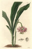 Painted Geodorum  Geodorum Densiflorum Poster Print By ® Florilegius / Mary Evans - Item # VARMEL10935218