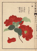 Scarlet Camellia  Chiri Tsubaki  Thea Japonica Nois Var Poster Print By ® Florilegius / Mary Evans - Item # VARMEL10938651