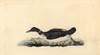 Great Northern Loon Or Diver  Gavia Immer Poster Print By ® Florilegius / Mary Evans - Item # VARMEL10936370