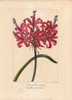 Guernsey Lily  Nerine Sarniensis  Native To South Africa Poster Print By ® Florilegius / Mary Evans - Item # VARMEL10934607