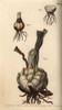 Root And Bulb Of The Lily  Lilium Species Poster Print By ® Florilegius / Mary Evans - Item # VARMEL10936058