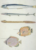 Colourful Illustration Of Four Fish And An Eel Poster Print By Mary Evans / Natural History Museum - Item # VARMEL10708220
