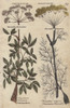 Fennel  Foeniculum Vulgare And Alexandersà Poster Print By ® Florilegius / Mary Evans - Item # VARMEL10935964