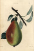 Ripe Fruit And Leaves Of The Bon Louis Pear  Pyrus Communis Poster Print By ® Florilegius / Mary Evans - Item # VARMEL10939395