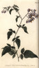 Woody Or Bittersweet Nightshade  Solanum Dulcamara Poster Print By ® Florilegius / Mary Evans - Item # VARMEL10936073