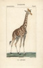 Giraffe  Giraffa Camelopardalis Poster Print By ® Florilegius / Mary Evans - Item # VARMEL10938874