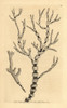 Black And White Coral  Isis Hippuris Poster Print By ® Florilegius / Mary Evans - Item # VARMEL10940231