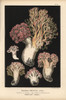 Cauliflower Coral Mushroom  Ramaria Botrytis  Edible Poster Print By ® Florilegius / Mary Evans - Item # VARMEL10939323