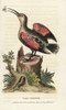 Wallcreeper  Tichodroma Muraria Poster Print By ® Florilegius / Mary Evans - Item # VARMEL10937792
