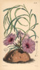 Simple Stalked Ipomaea  Ipomaea Simplex Poster Print By ® Florilegius / Mary Evans - Item # VARMEL10935021