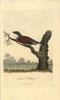 Red-Backed Shrike  Lanius Collurio Poster Print By ® Florilegius / Mary Evans - Item # VARMEL10937397