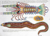 Colourful Illustration Of An Eel And A Crustacean Poster Print By Mary Evans / Natural History Museum - Item # VARMEL10708298