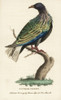 Nicobar Pigeon  Caloenas Nicobarica Near Threatened Poster Print By ® Florilegius / Mary Evans - Item # VARMEL10937786