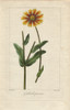 Blanket Flower  Gaillardia Aristata  Native To America Poster Print By ® Florilegius / Mary Evans - Item # VARMEL10934621